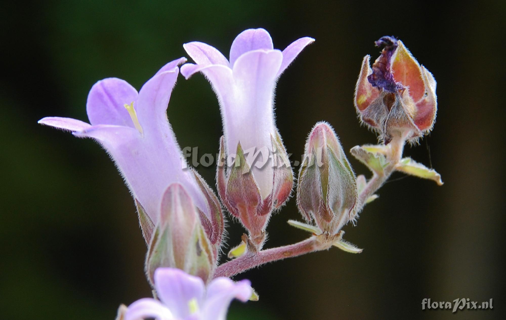 Campanula tolpaniana ssp. delphica