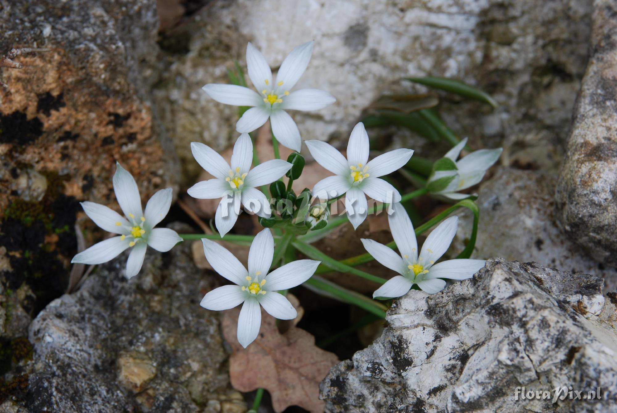 Ornithogalum umbellatum