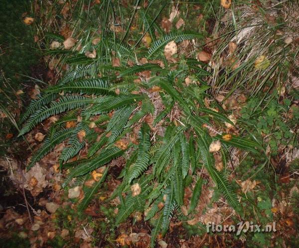 Blechnum spicant