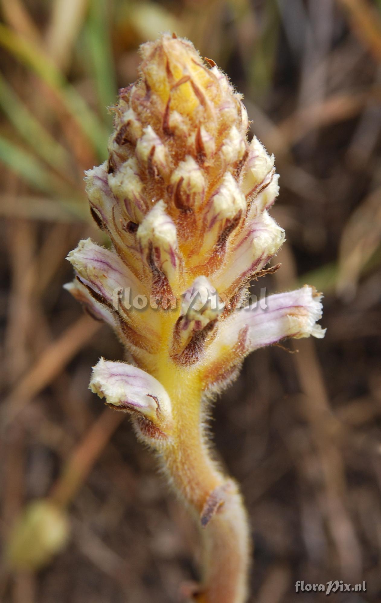 Orobanche crenata