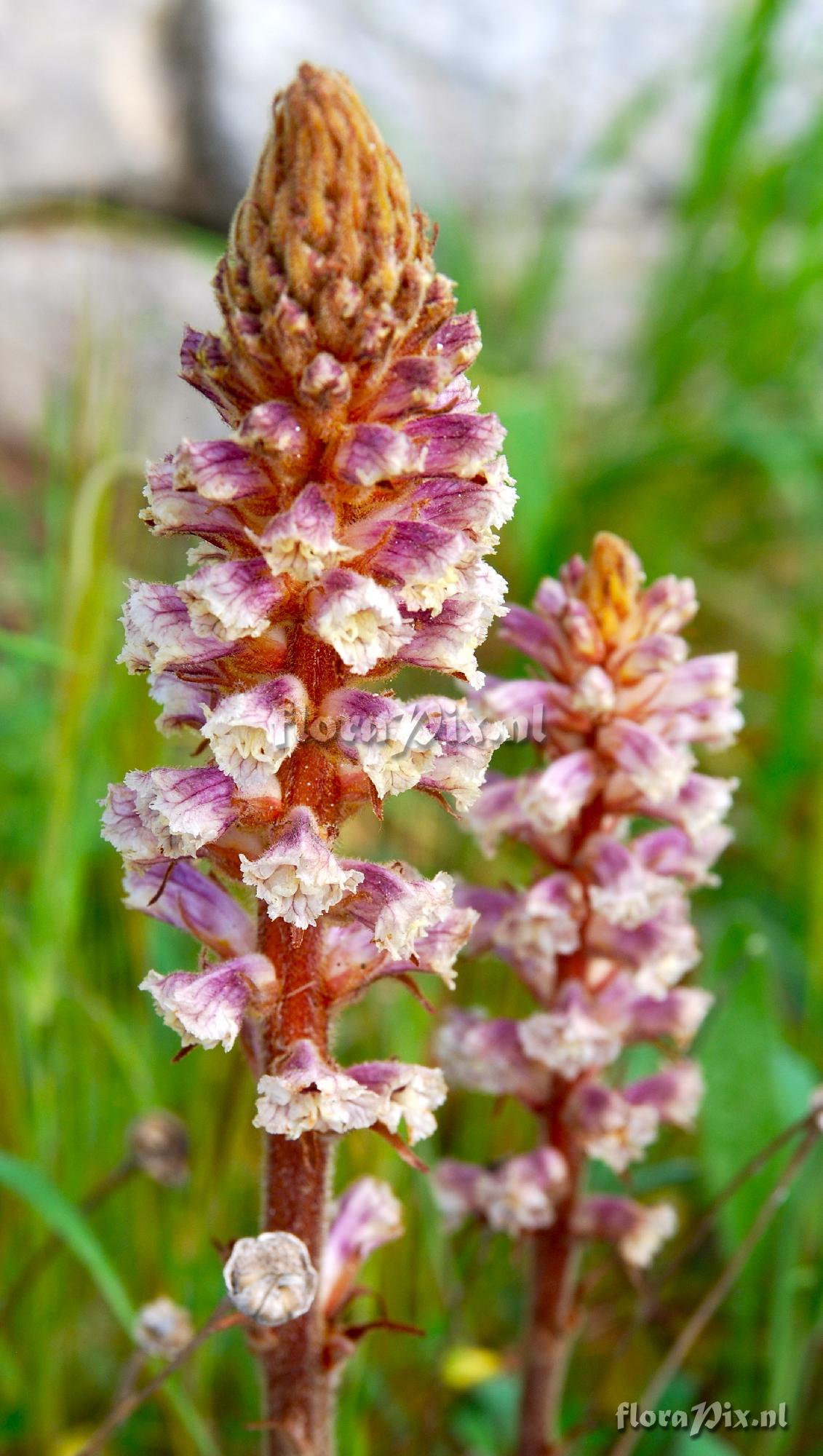 Orobanche crenata