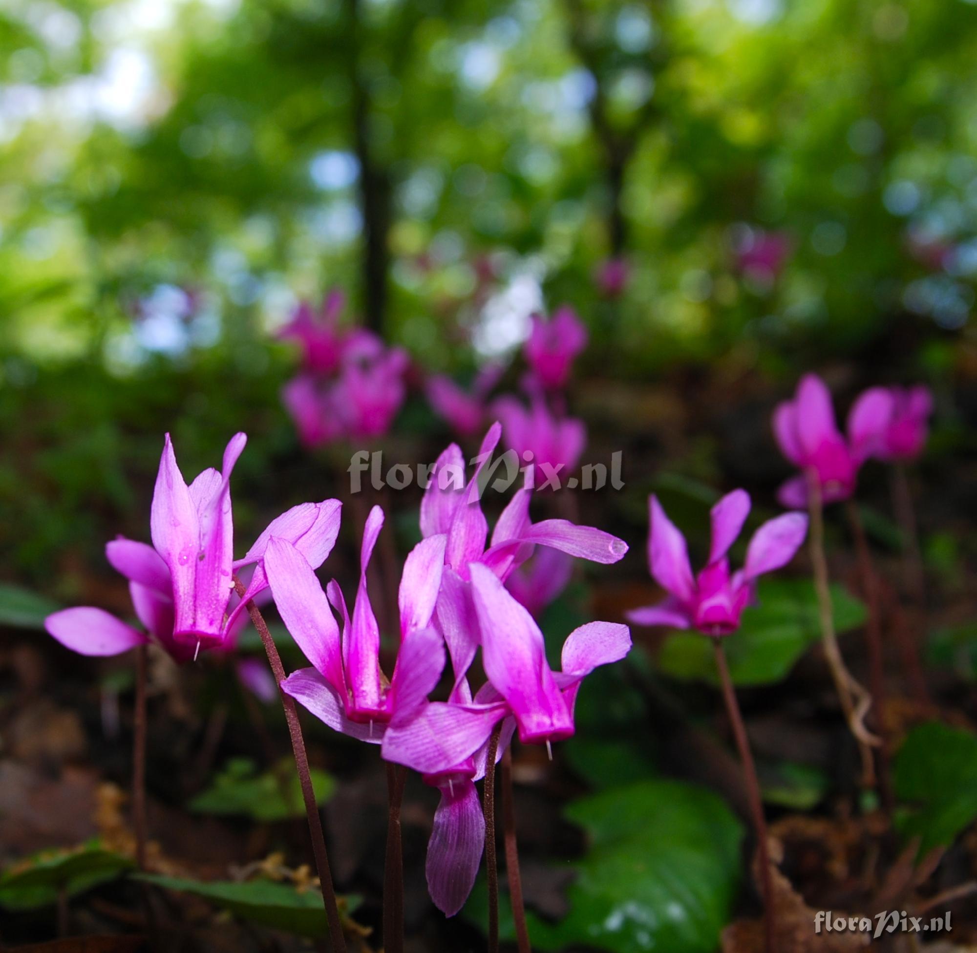 Cyclamen repandum