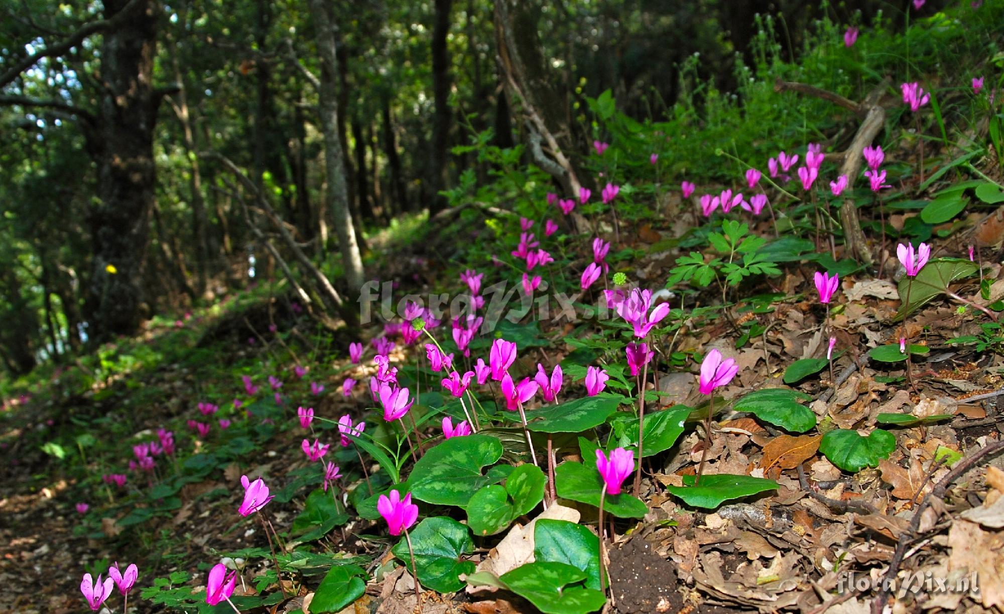 Cyclamen repandum