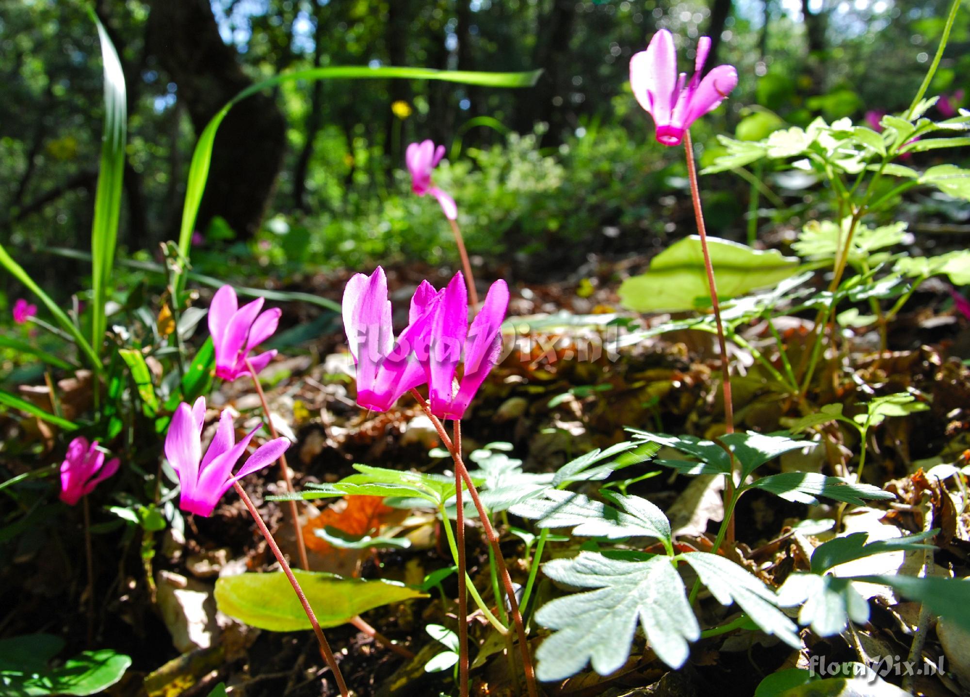 Cyclamen repandum