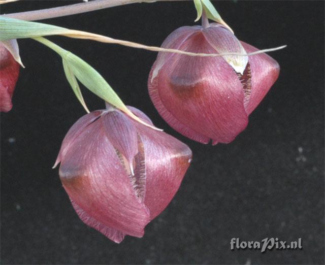 Calochortus albus var. rubellus