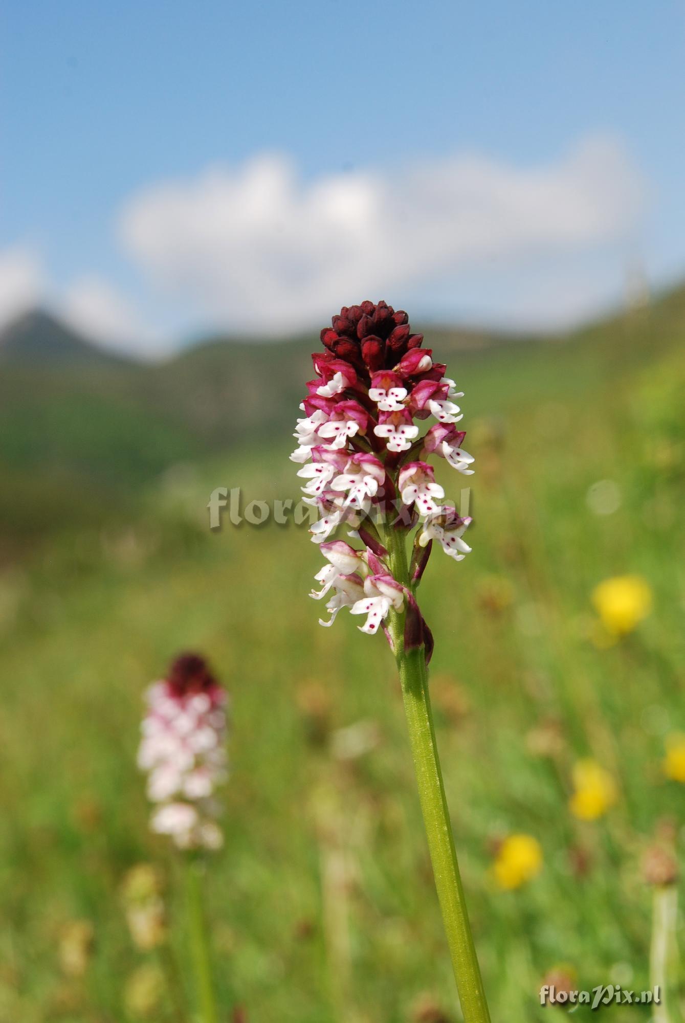 Orchis ustulata