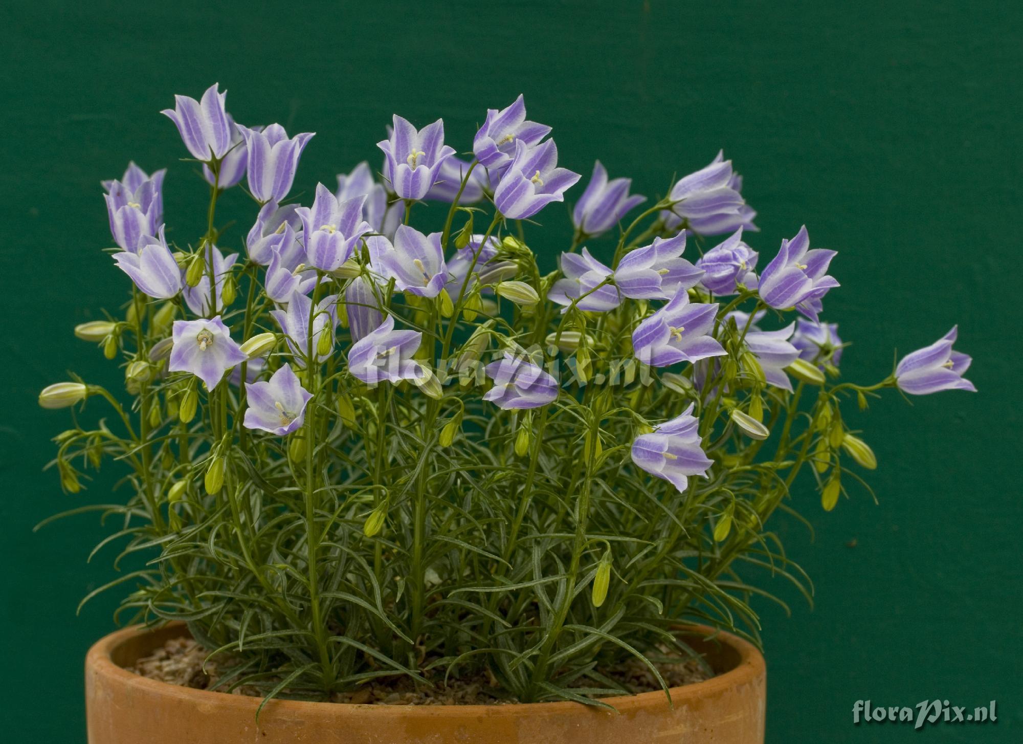 Campanula ?sp 