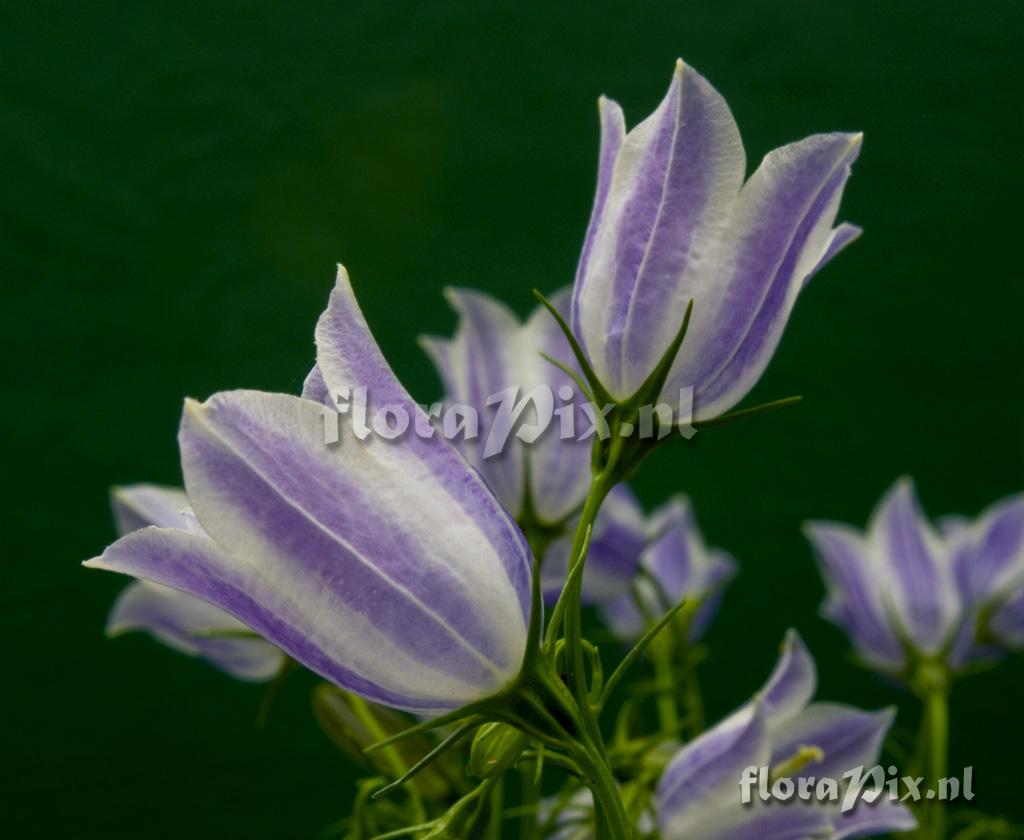 Campanula ?sp 