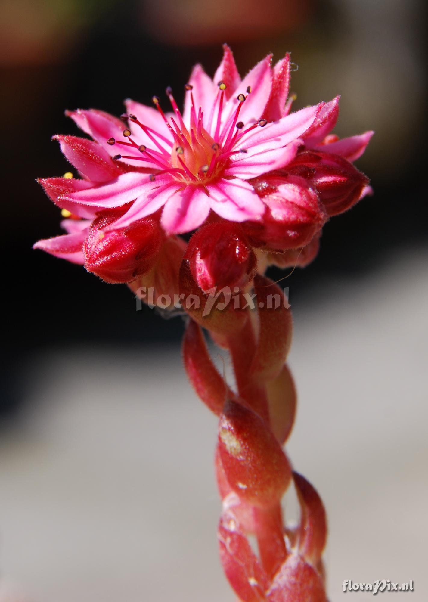 Sempervivum arachnoideum