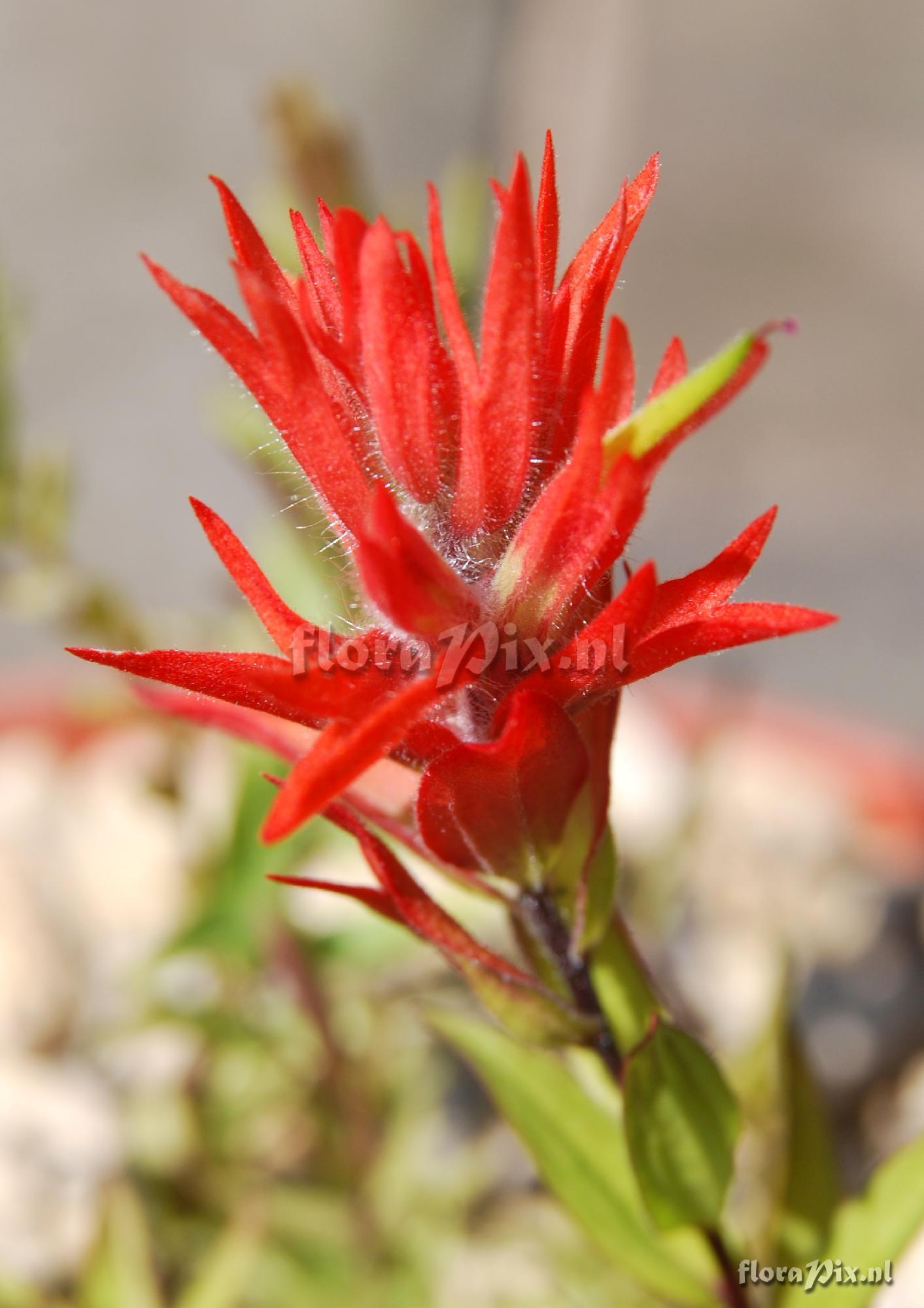 Castilleja miniata