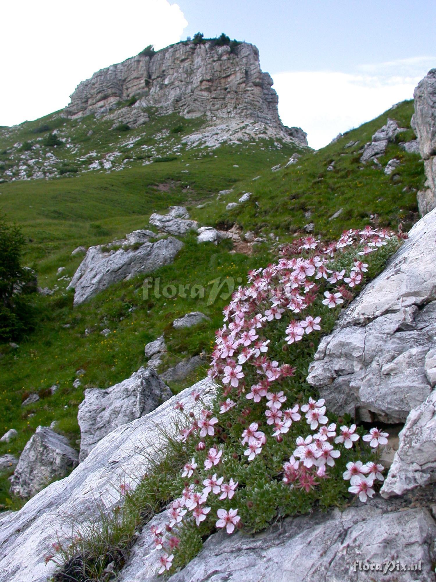 Potentilla nitida rubra