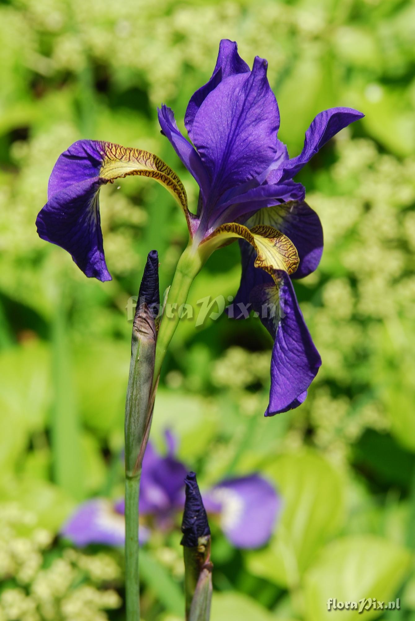 Iris speces