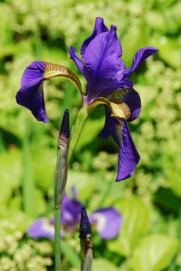 Iris speces