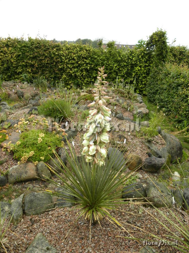 Yucca glauca