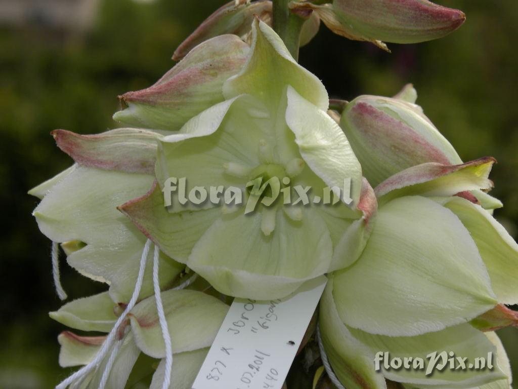 Yucca glauca