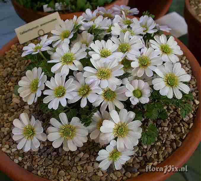 Callianthemum anemonoides