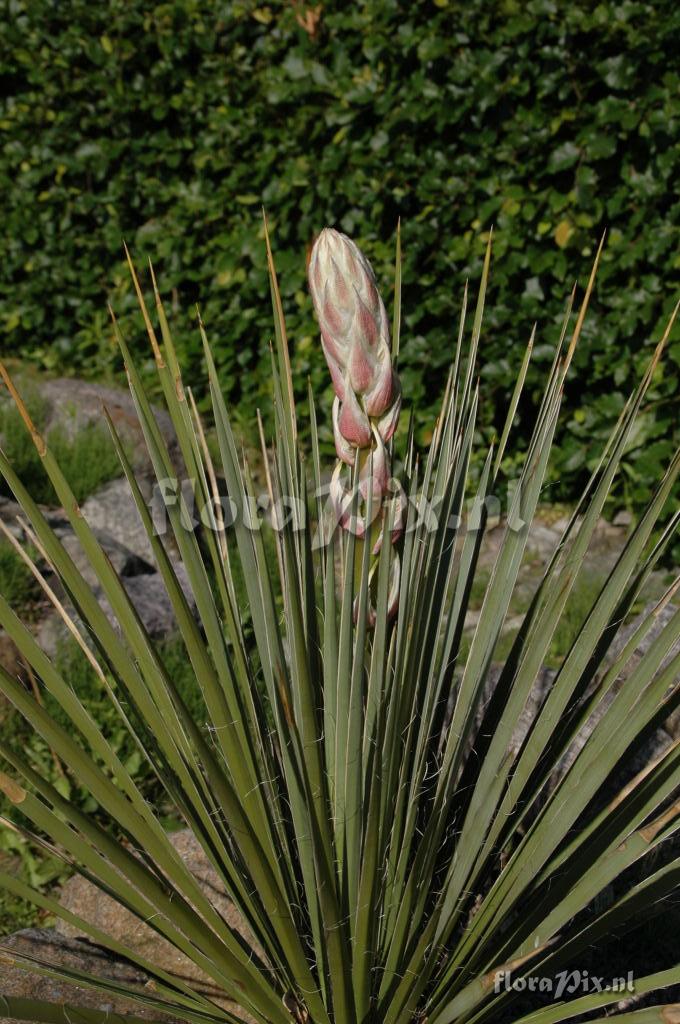 Yucca glauca