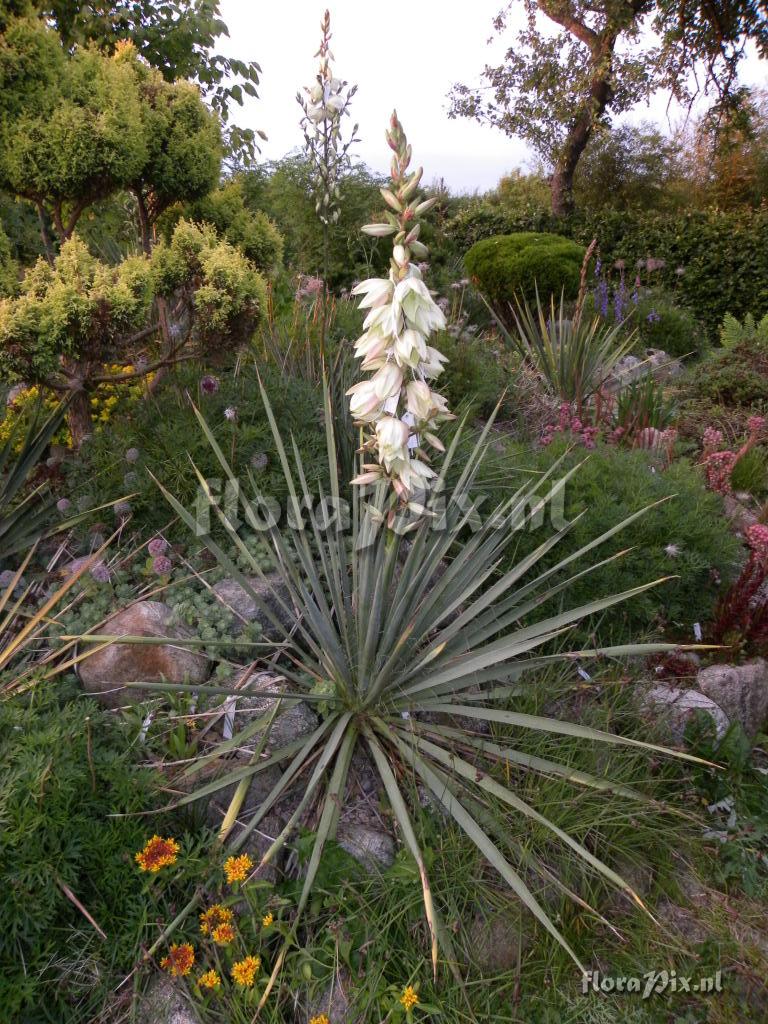 Yucca 