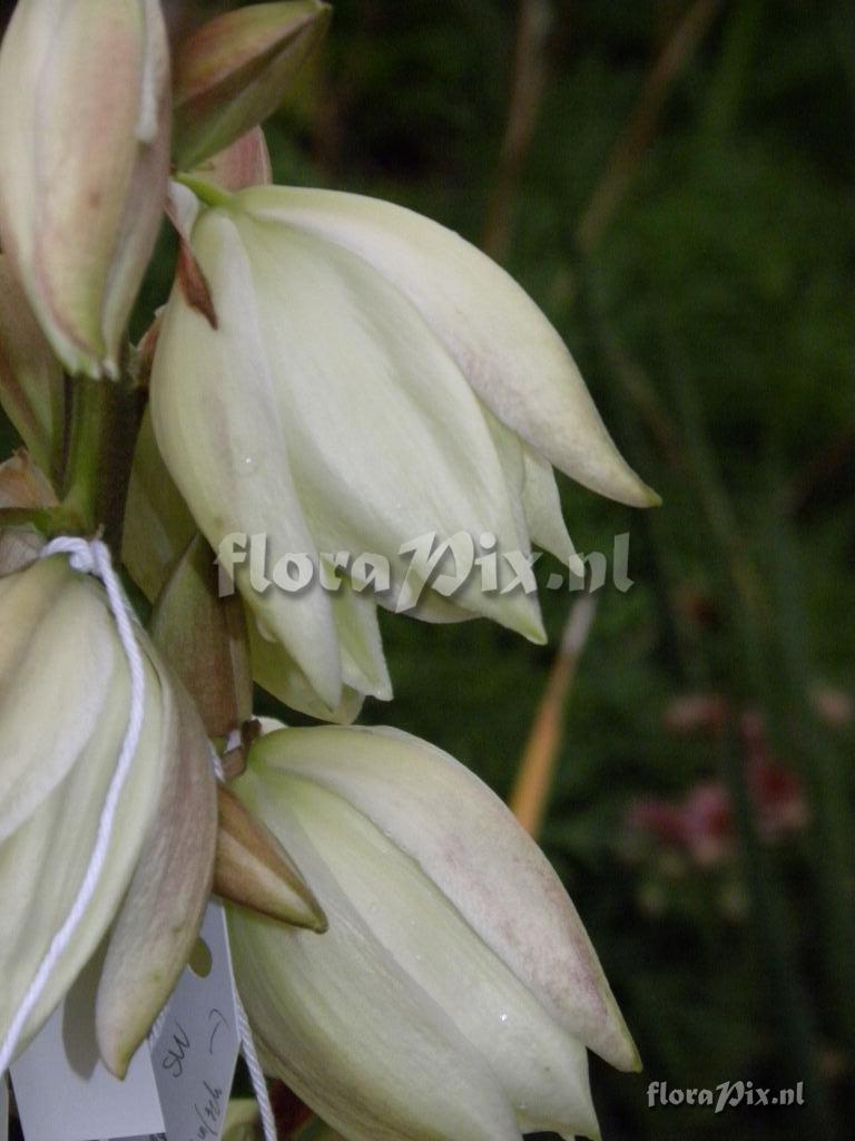 Yucca 