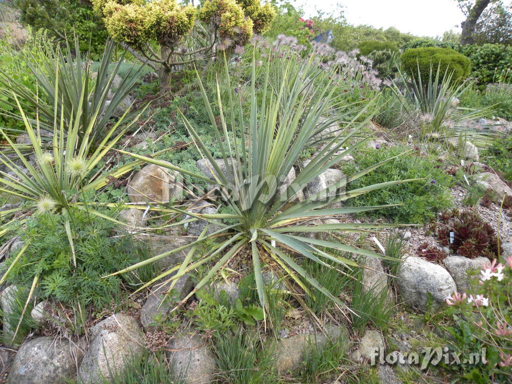 Yucca 