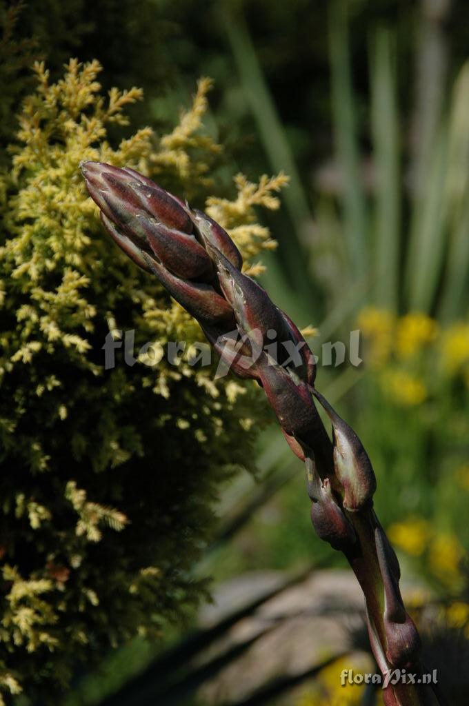 Yucca "Karlsruhensis type 2" x elata