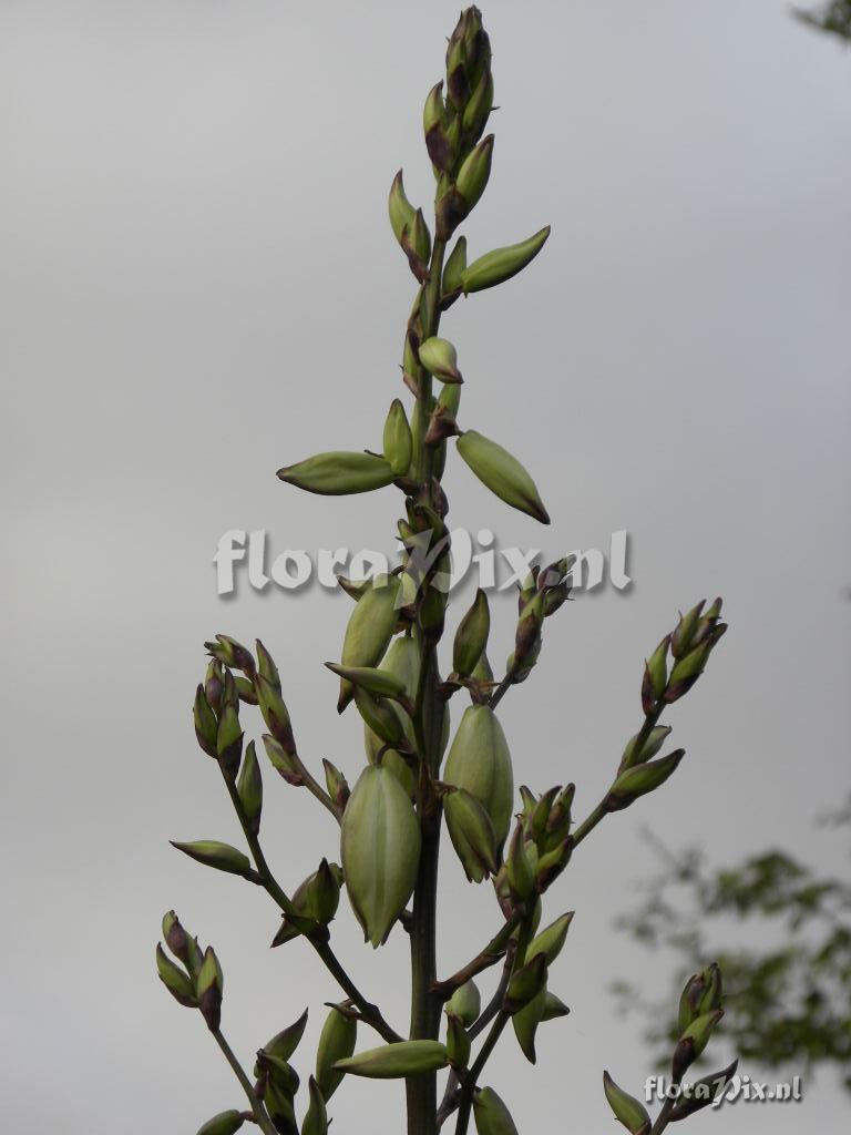 Yucca "Karlsruhensis type 2" x elata