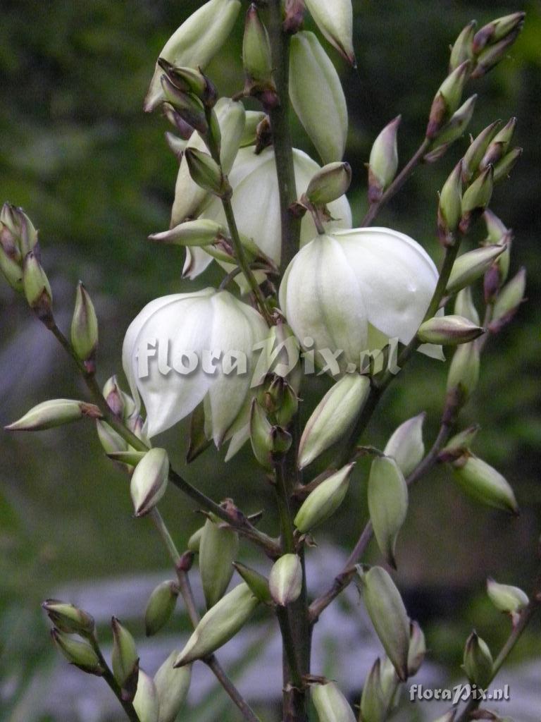 Yucca "Karlsruhensis type 2" x elata