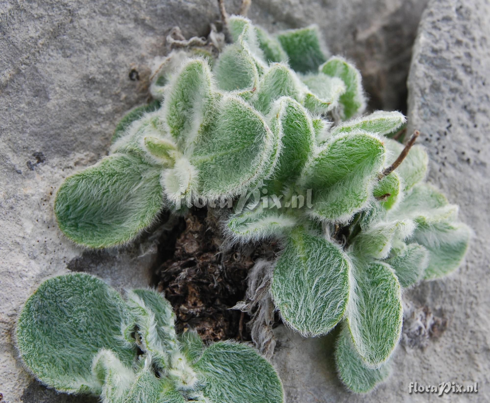 Hieracium (?) foliage