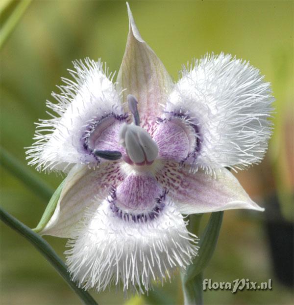 Calochortus tolmiei