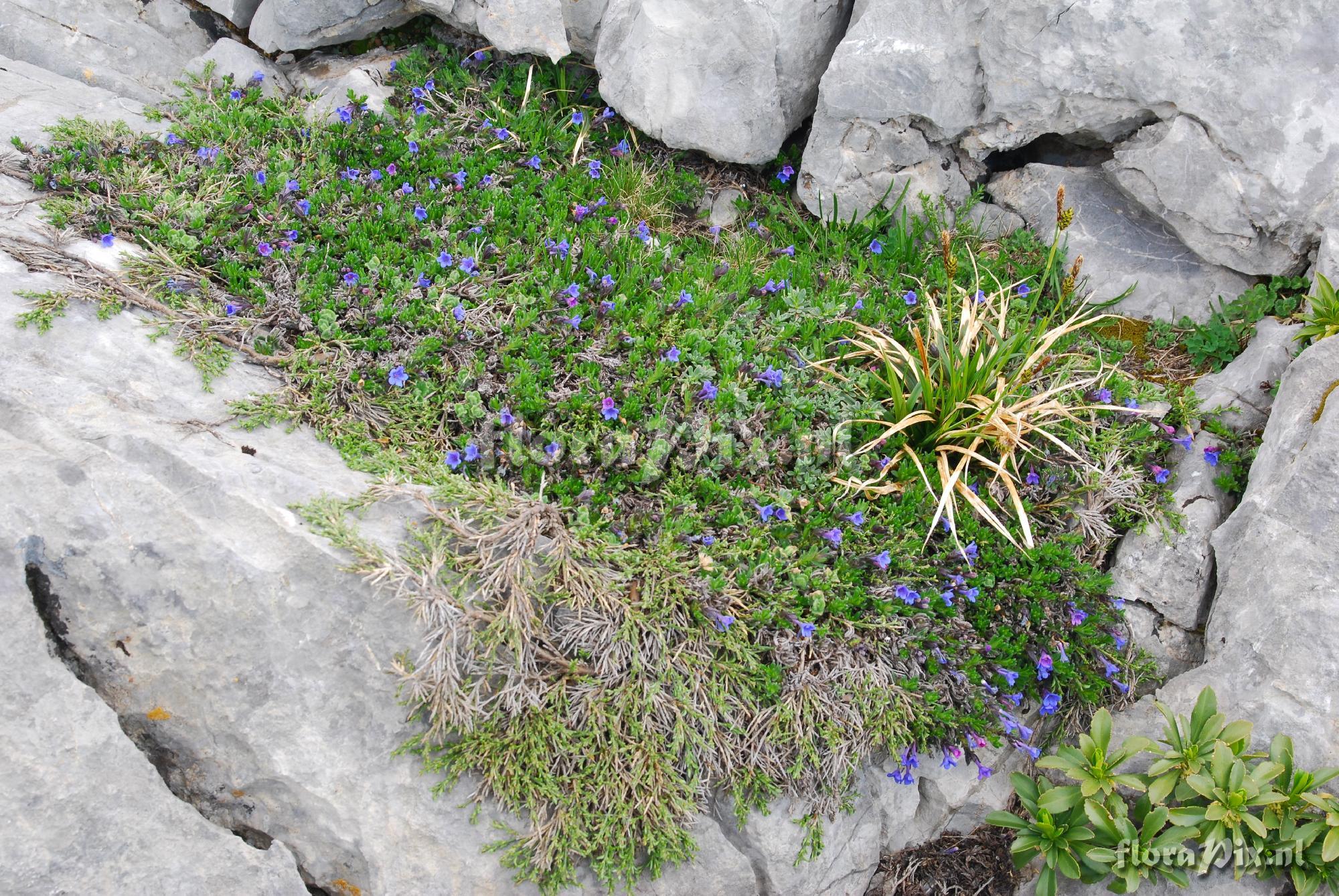 Lithodora diffusa