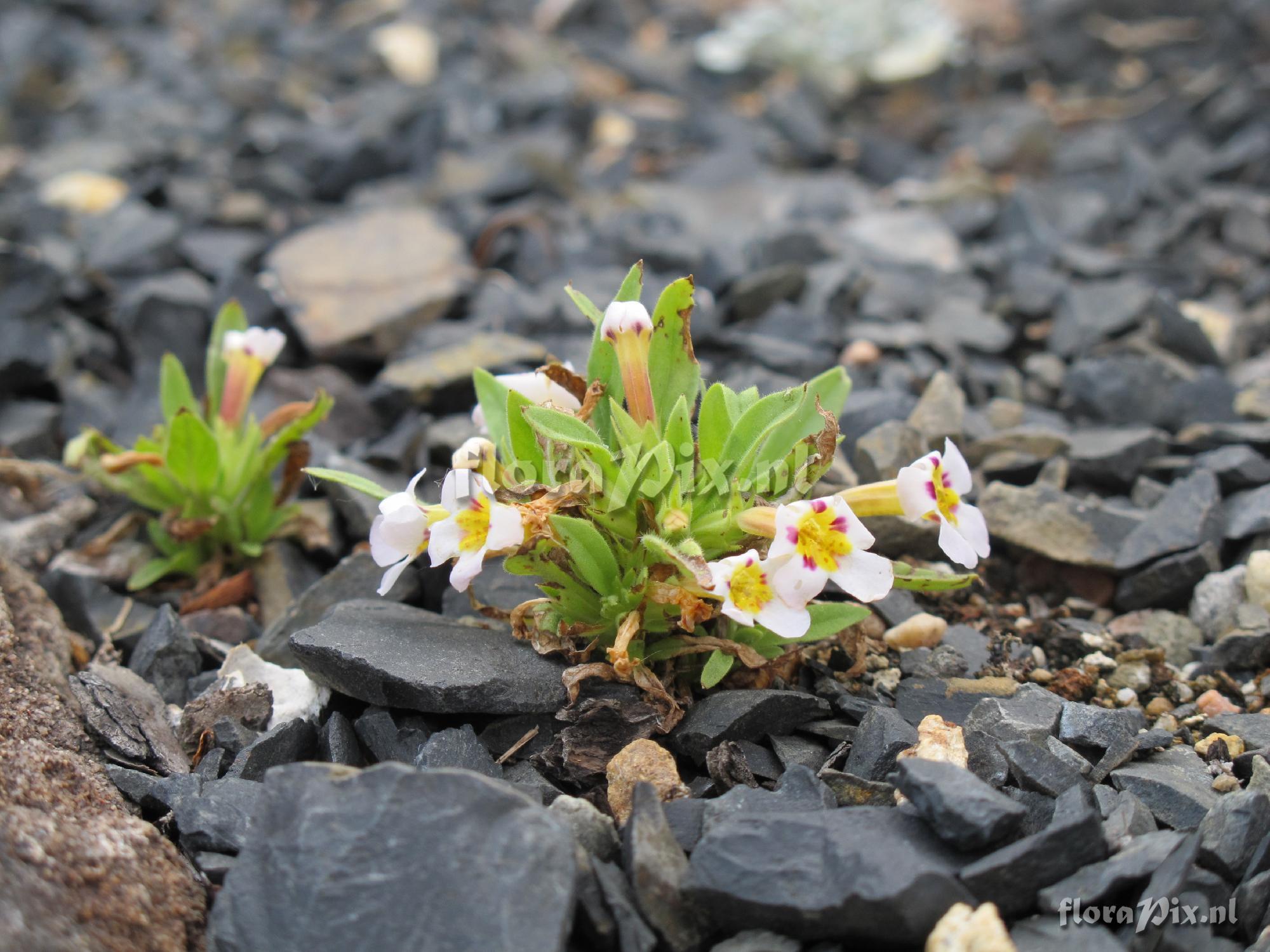 Mimulus rupicola