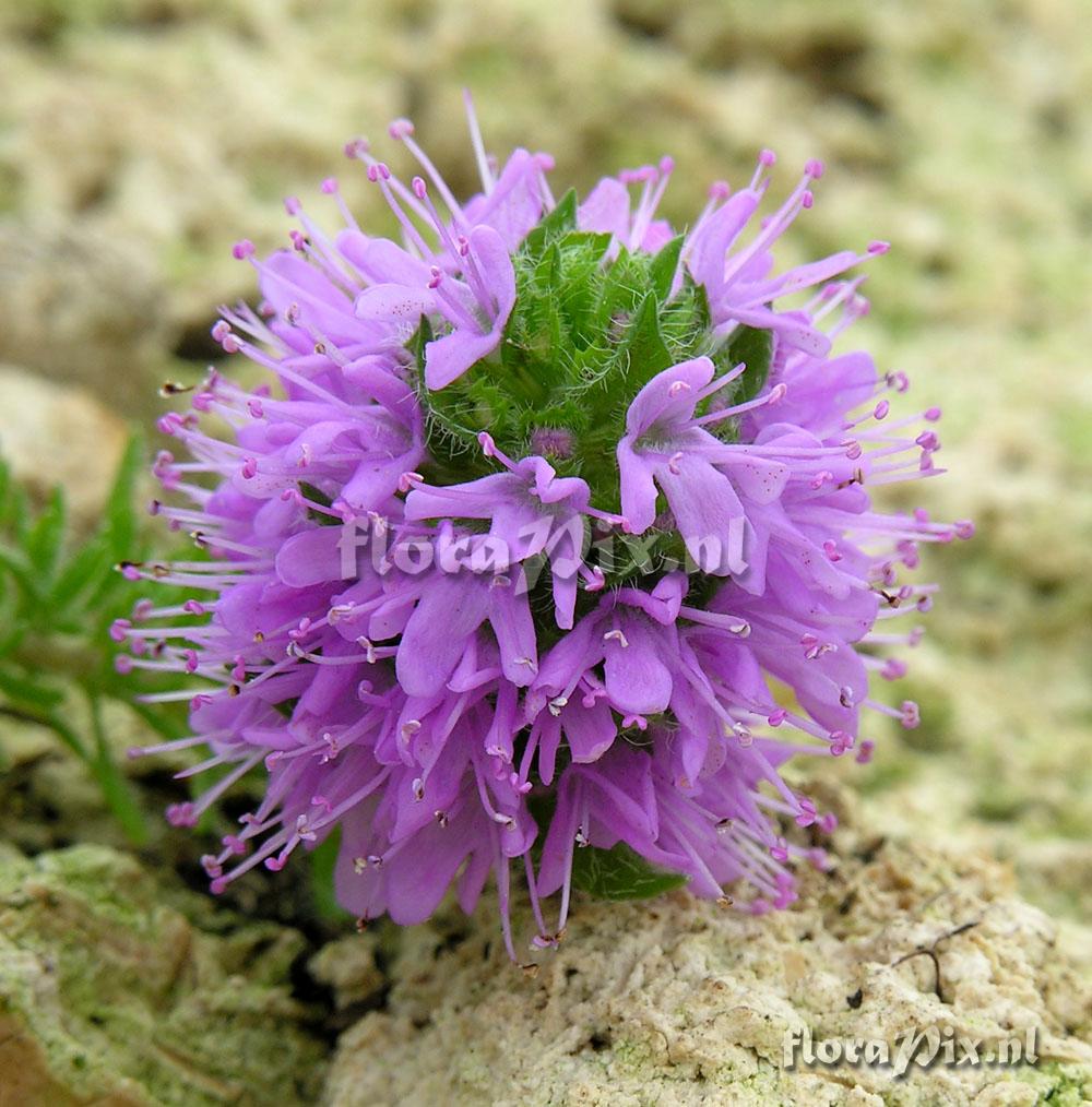 Thymus cilicicus