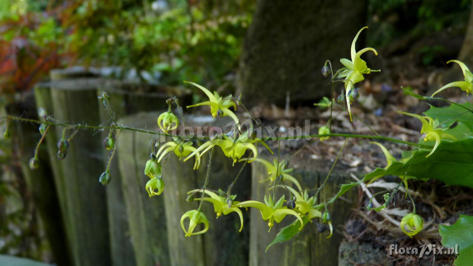 Epimedium illicifolium