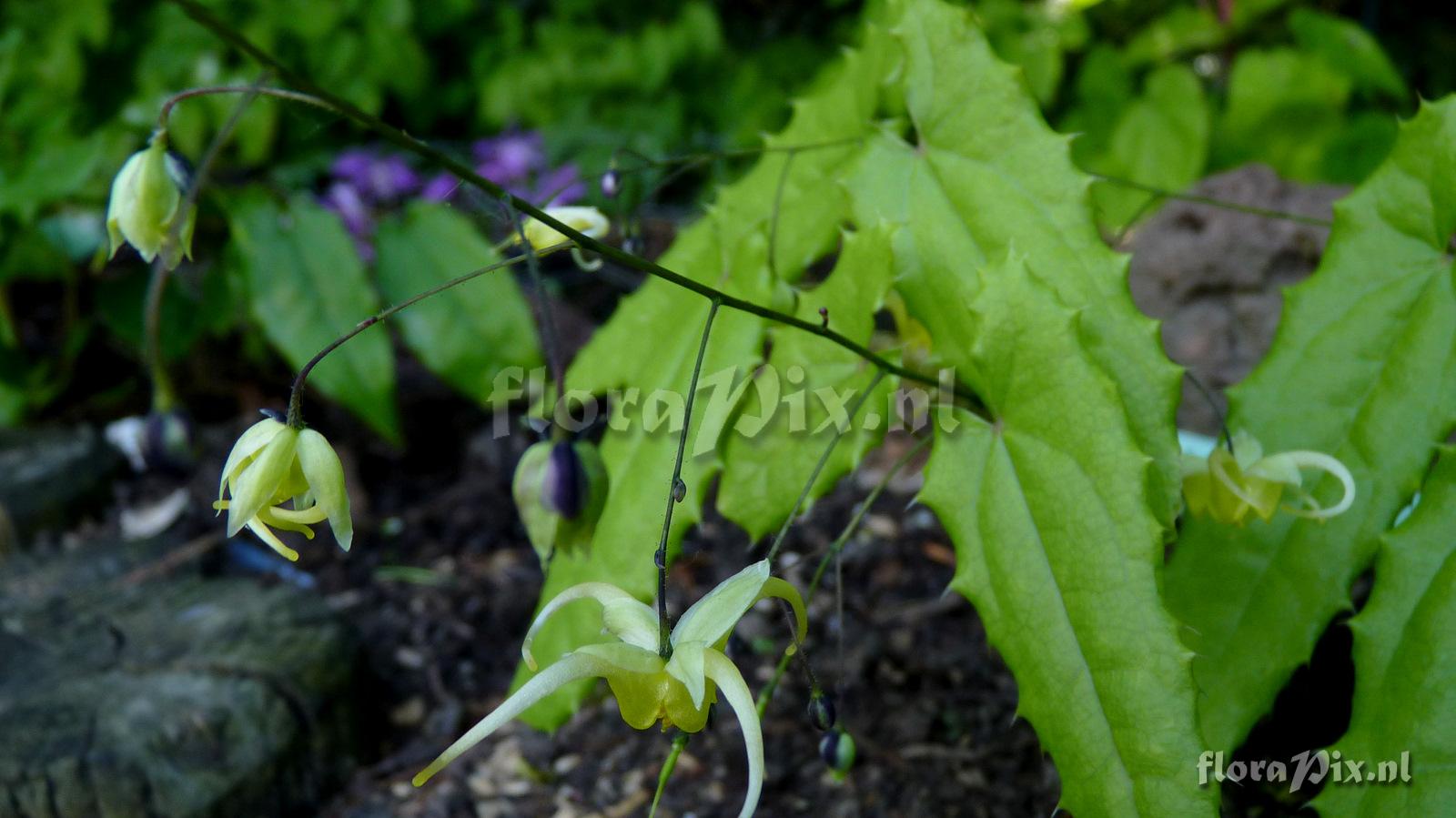Epimedium illicifolium