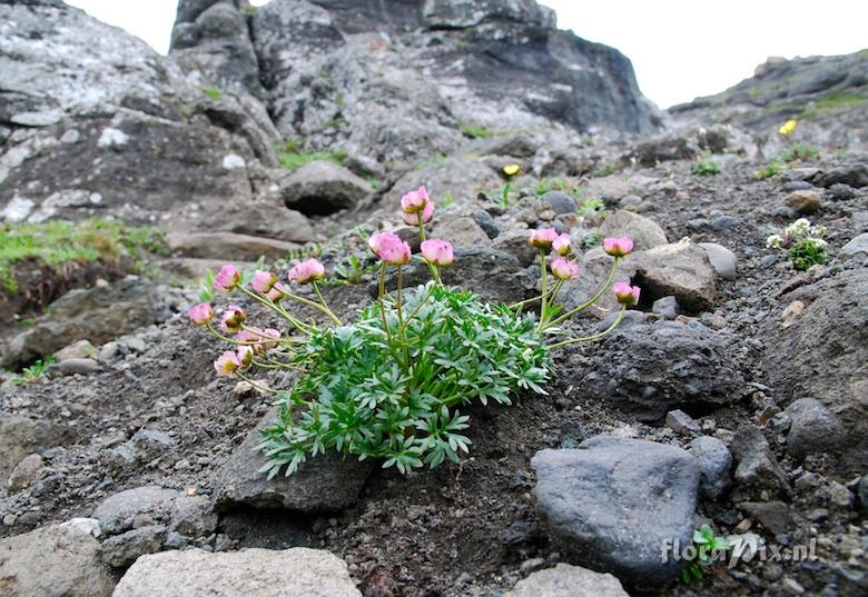 Ranunculus glacialis