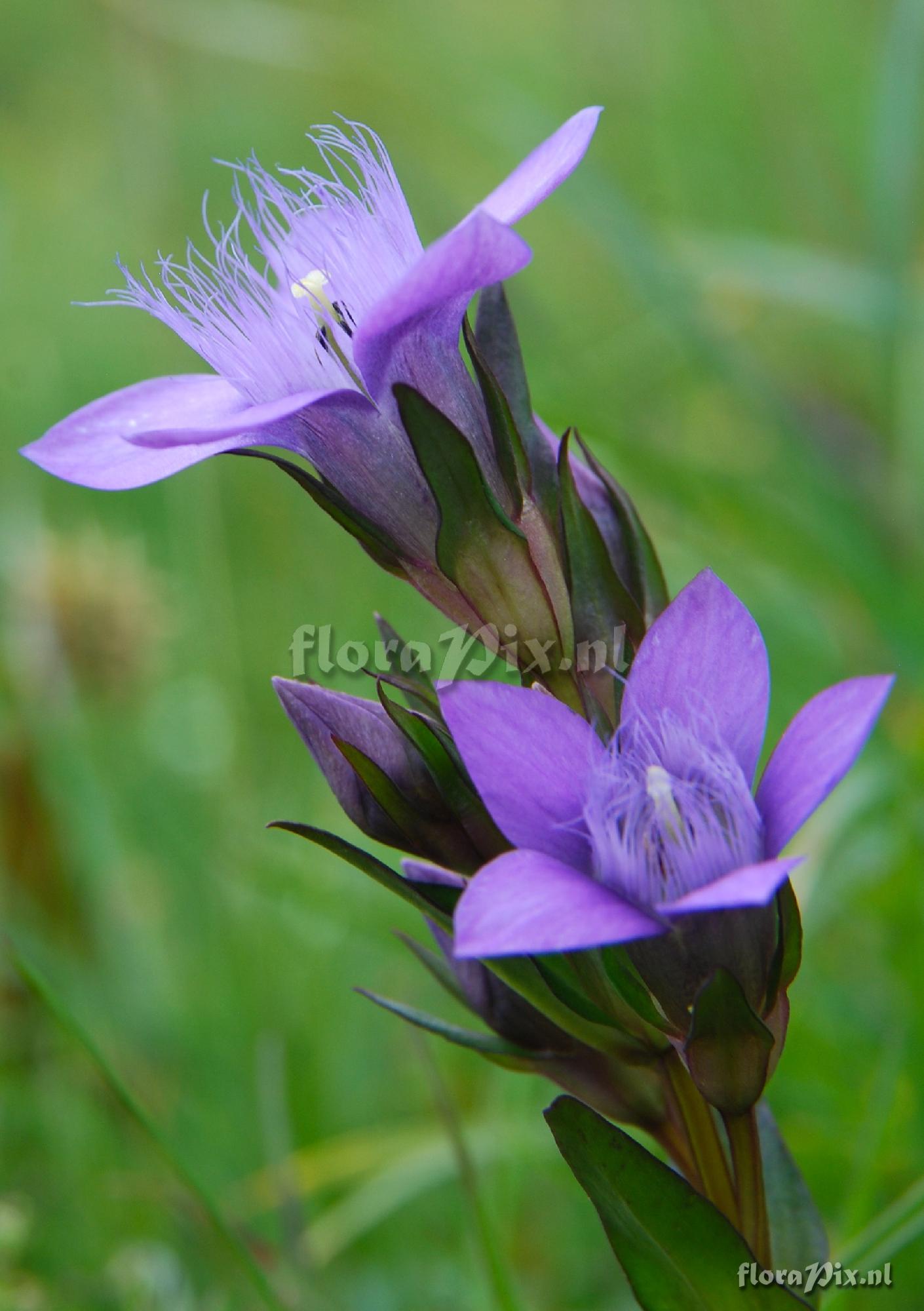 Gentianella campestris