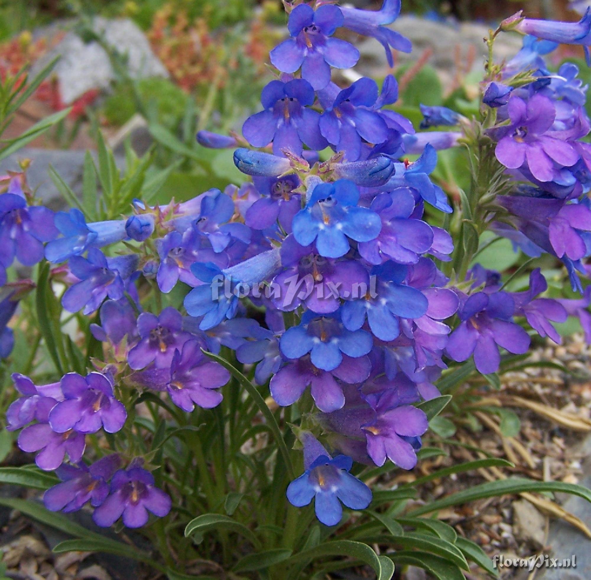 Penstemon ?uintahensis