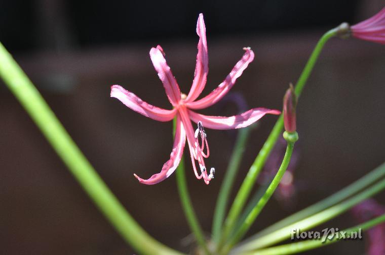 Nerine krigei