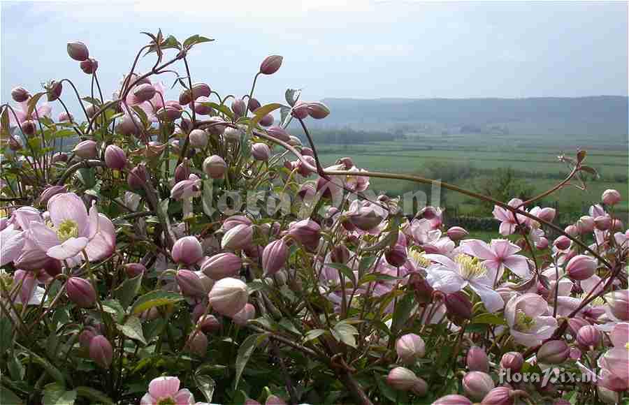 Clematis on dry stone wall