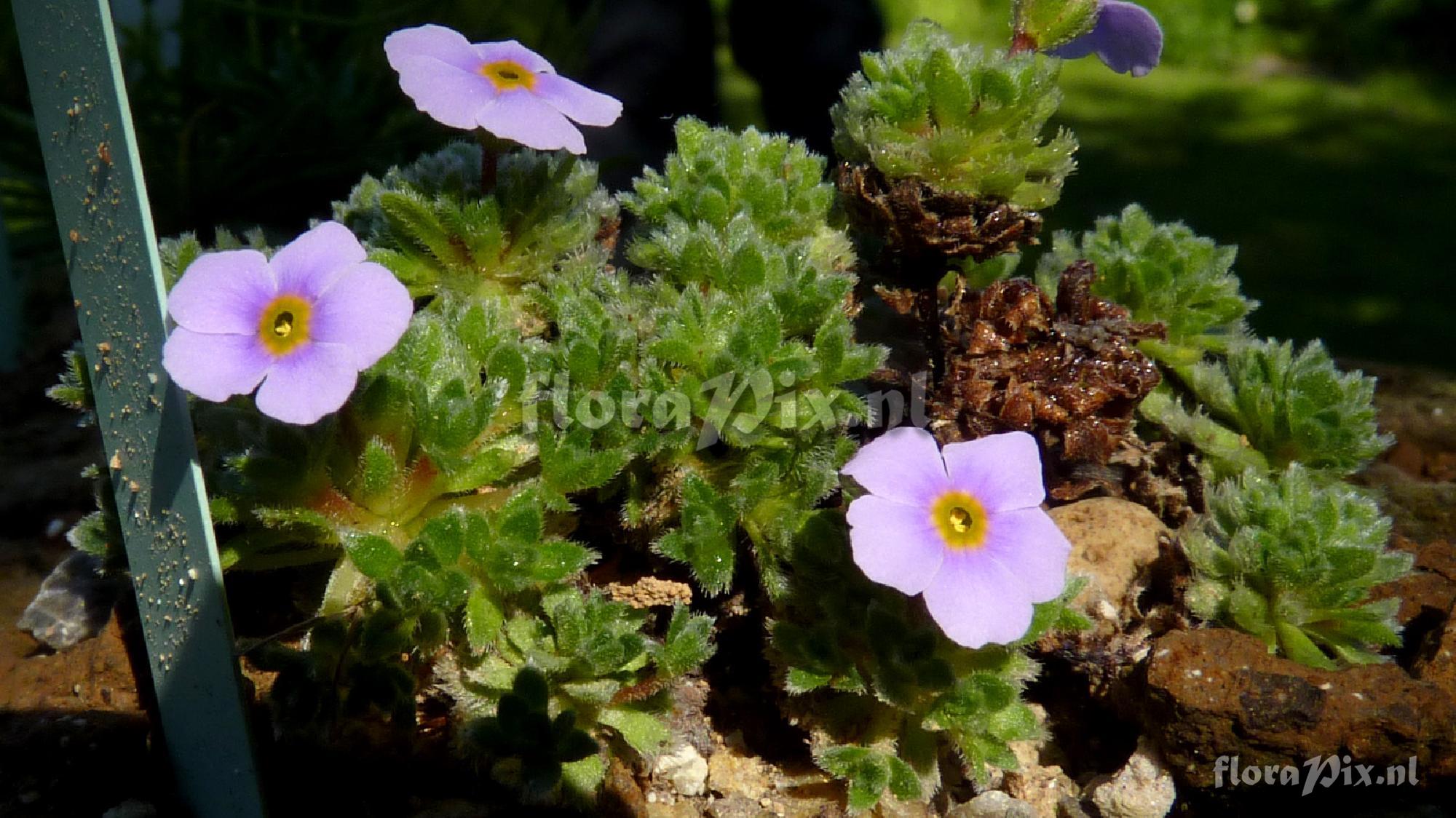 Androsace globifera