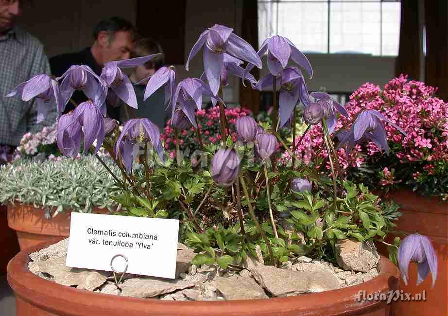 Clematis columbiana var tenuiloba Ylva