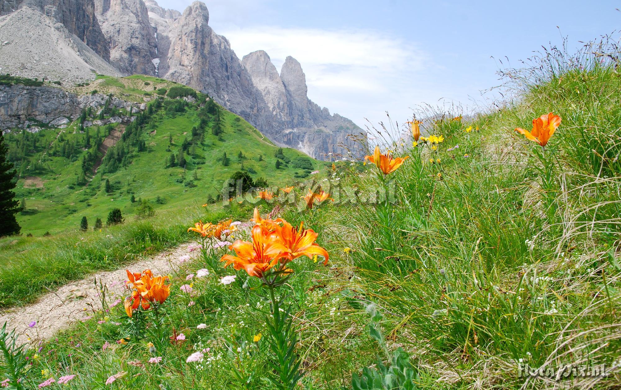 Lilium bulbiferum