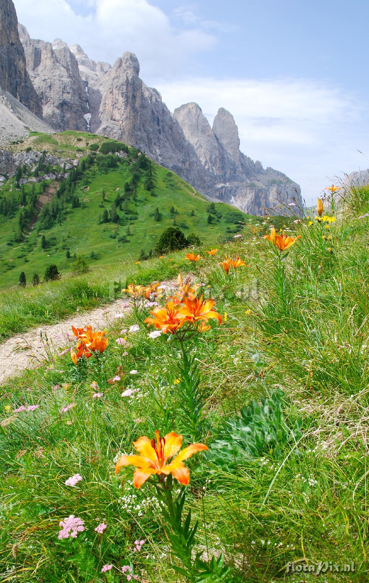 Lilium bulbiferum