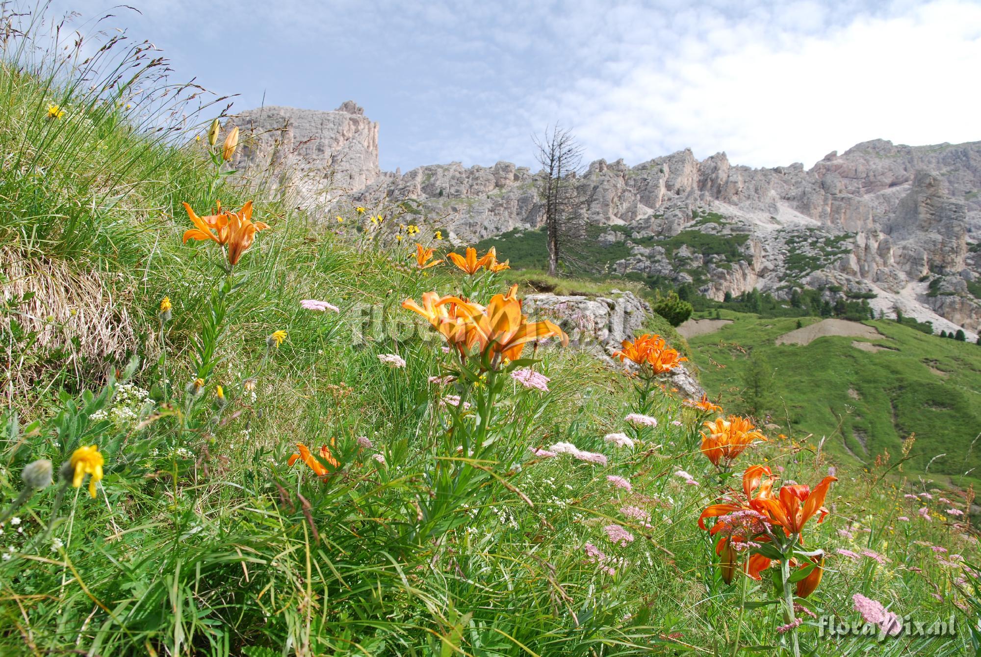 Lilium bulbiferum