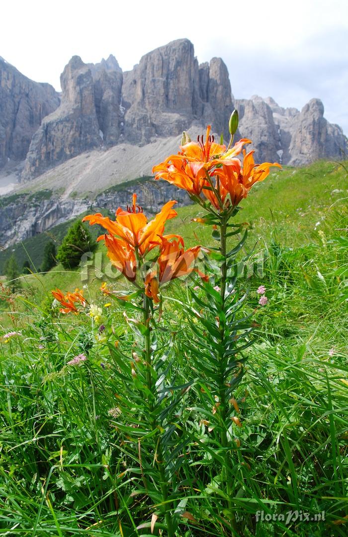 Lilium bulbiferum