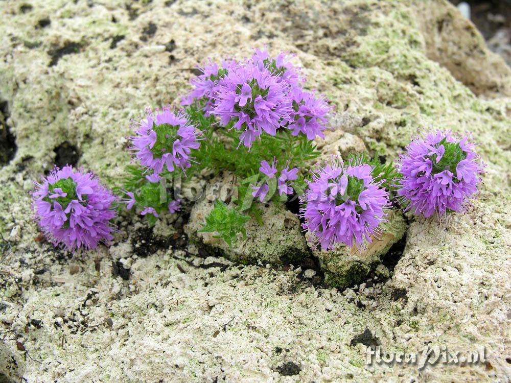 Thymus cilicicus