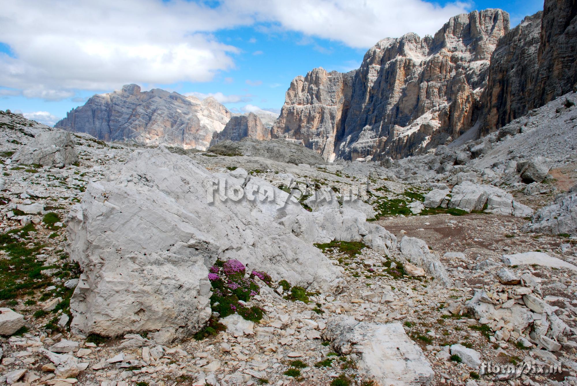 Silene acaulis cushions