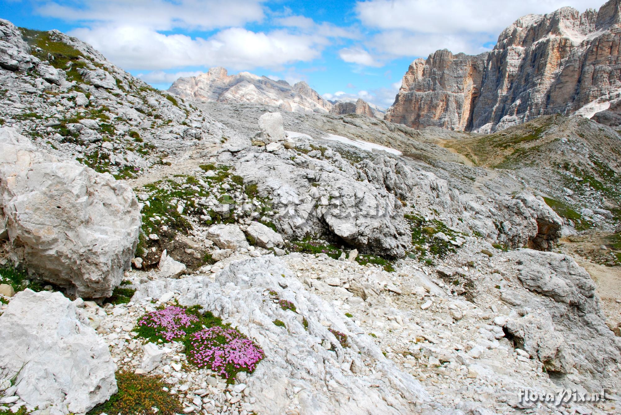 Silene acaulis cushions