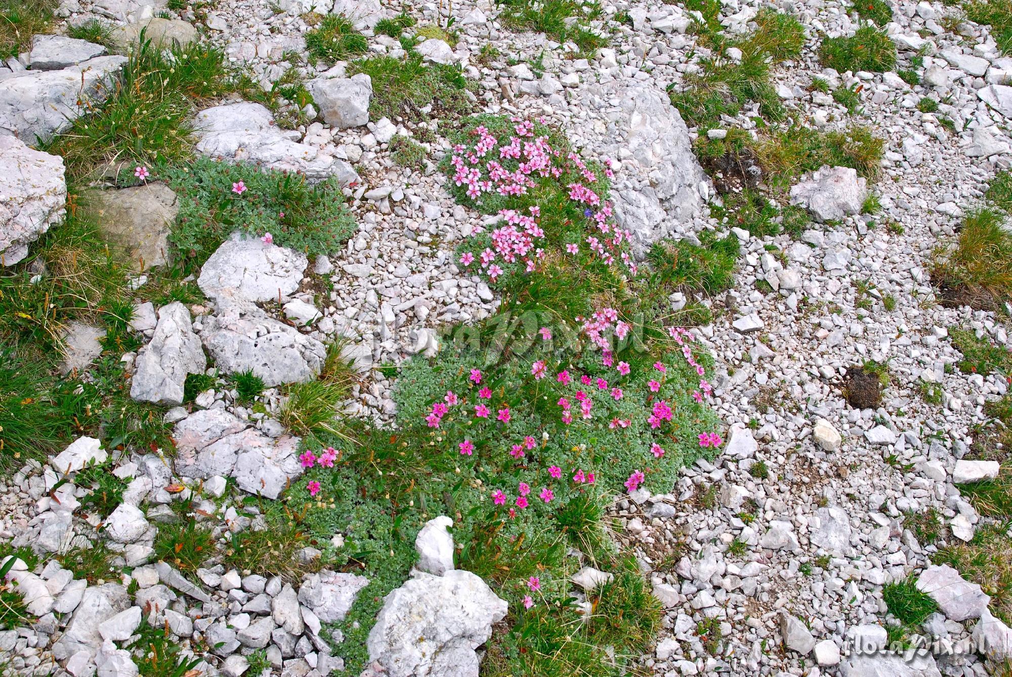 Potentill nitida rubra