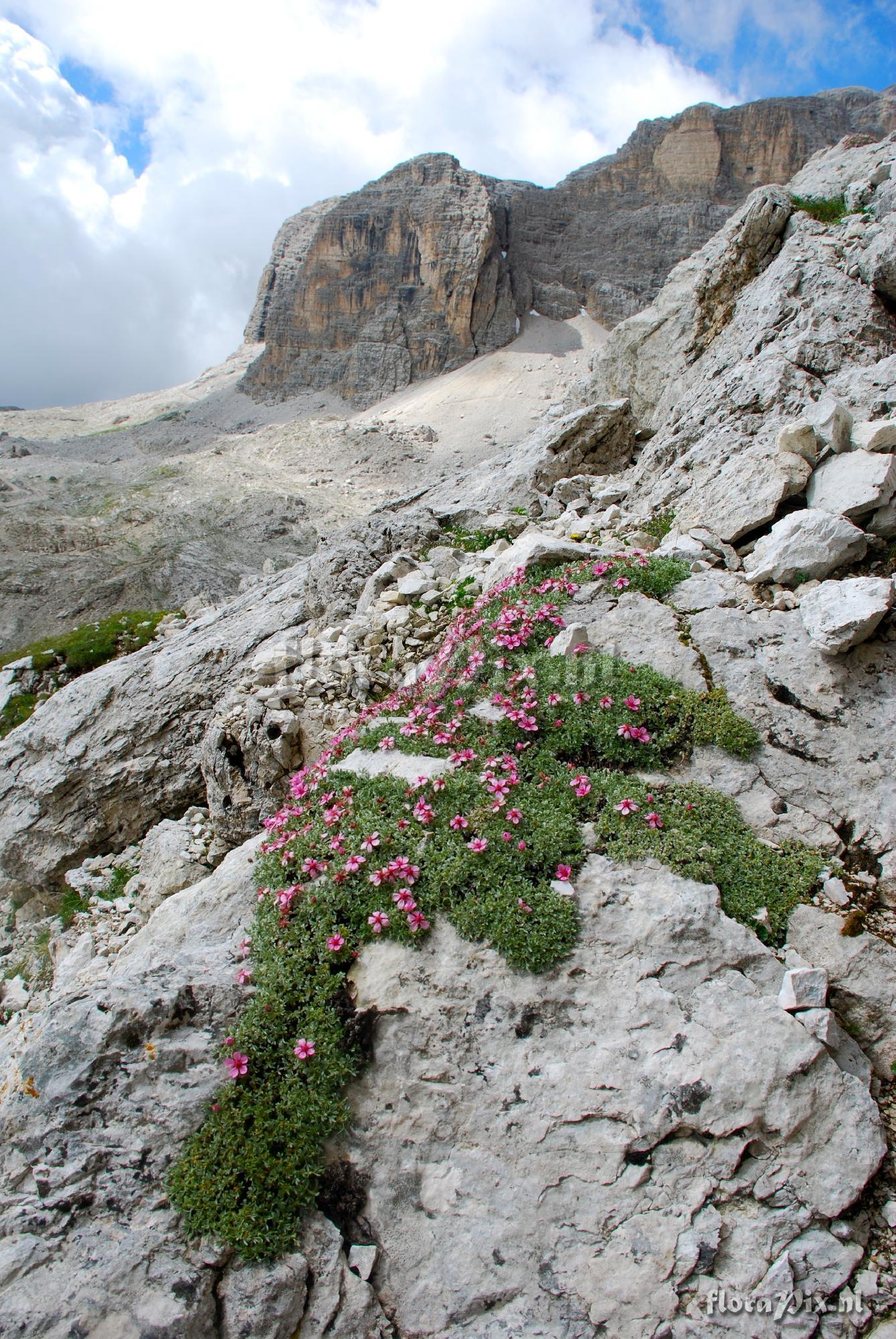 Potentill nitida rubra